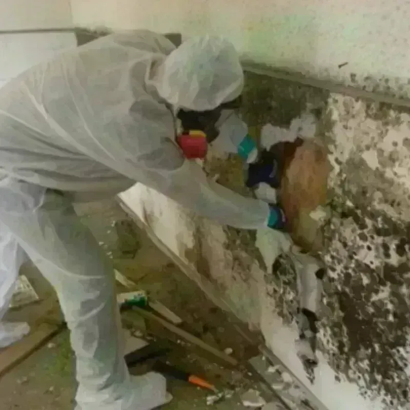 Mold Remediation and Removal in Madeira, OH